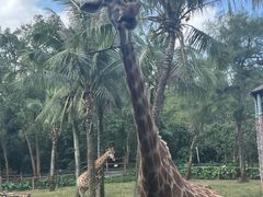 -海南热带野生动植物园