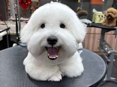 -宠宠熊宠物美容(星湖街店)