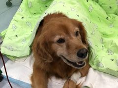 -达爱动物医院·犬猫分区·CT·复杂眼科(远洋山水分院)
