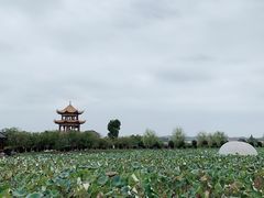 -枫林花海