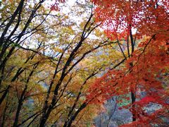 -天女山森林公园