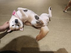 -逗柴咖啡屋·狗咖猫咖宠物桌游