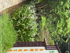 -广州白江湖森林公园