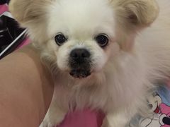 -美联众合动物医院·24h转诊中心