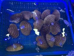 -震海贝烤贝·民俗特色店(延吉总店)