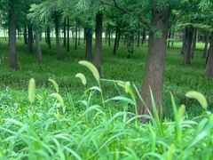 -广富林郊野公园