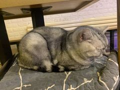 -平行世界·猫咖(首经贸店)