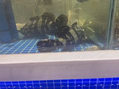 -大众海鲜(巨龙北路店)
