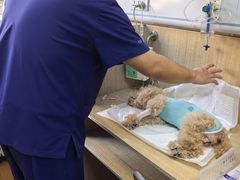 -北京观赏动物医院·24小时大型综合·猫专科·异宠专科