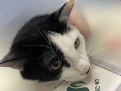 -瑞派宠物医院·中兽医专科(中央商城分院)