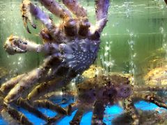 -蟹之国·精品蟹料理(极地店)