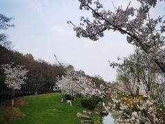 -羊山湖公园