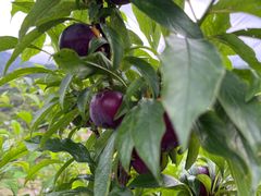 -象头山国家级自然保护区