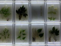 -广东中医药博物馆