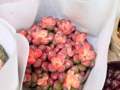 -曲阳花鸟市场(曲阳路店)
