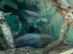 -上海海洋水族馆