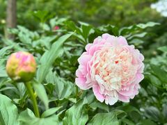 -沈阳植物园