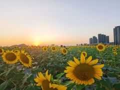 -光明小镇欢乐田园