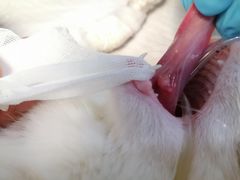 -伟伟宠物医院·CT影像中心·瑞派犬猫综合性门诊(汉口总院)