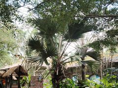 -海南热带野生动植物园