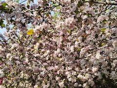 -长白岛森林公园