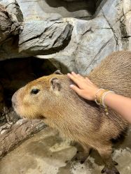 点击看大图 -Zoolung Zoolung动物主题公园(海信广场店)