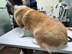 -宠物星动物医院·眼科·异宠·猫科(江南大道总院)