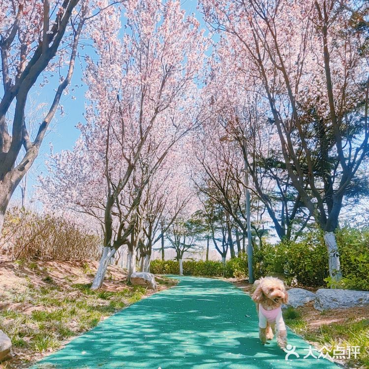 樱花季的旅行