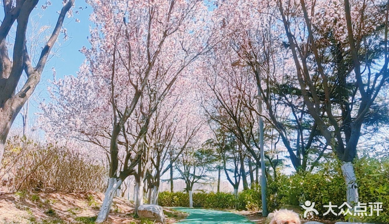 樱花季的旅行