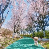 樱花季的旅行