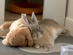 -爱侣宠医·鹦鹉专科·小型哺乳类·异宠专科(灵石路店)