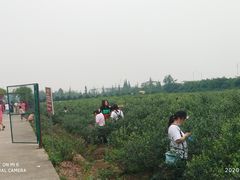 -金谷域澳洲庄园