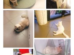 -有猫主题·治愈系猫咖(曾厝垵店)