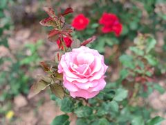 -曹州百花园