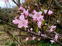 -塘栖枇杷特色园区