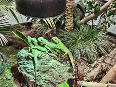 -上海大自然野生昆虫馆(东方明珠·爬宠昆虫探索中心)