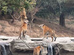 -宁波野生动物园