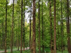 -黄海国家森林公园