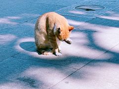 -西园寺