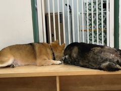 -是阿柴呀！柴犬咖啡·爱喵喵猫咖