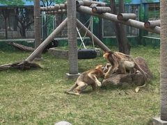 -西安秦岭野生动物园