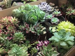 -双季花艺园艺市场(浦东店)