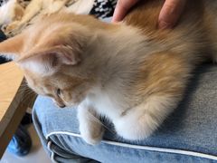 -平行世界·猫咖(首经贸店)