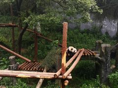 -红山森林动物园