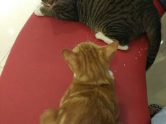 -创凡宠物医院·骨专科  猫科中心(西乡分院)