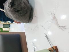 -喵园·猫主题咖啡厅·撸猫·猫咖(国贸店)