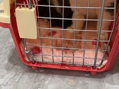 -德元·美联众合24小时动物医院(总院)