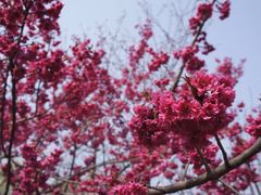 iphone_upload_pic-西安青龙寺遗址景区