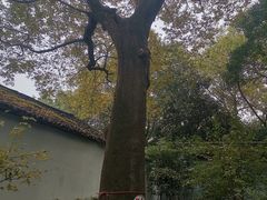 -绮园景区
