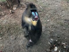 -合肥野生动物园